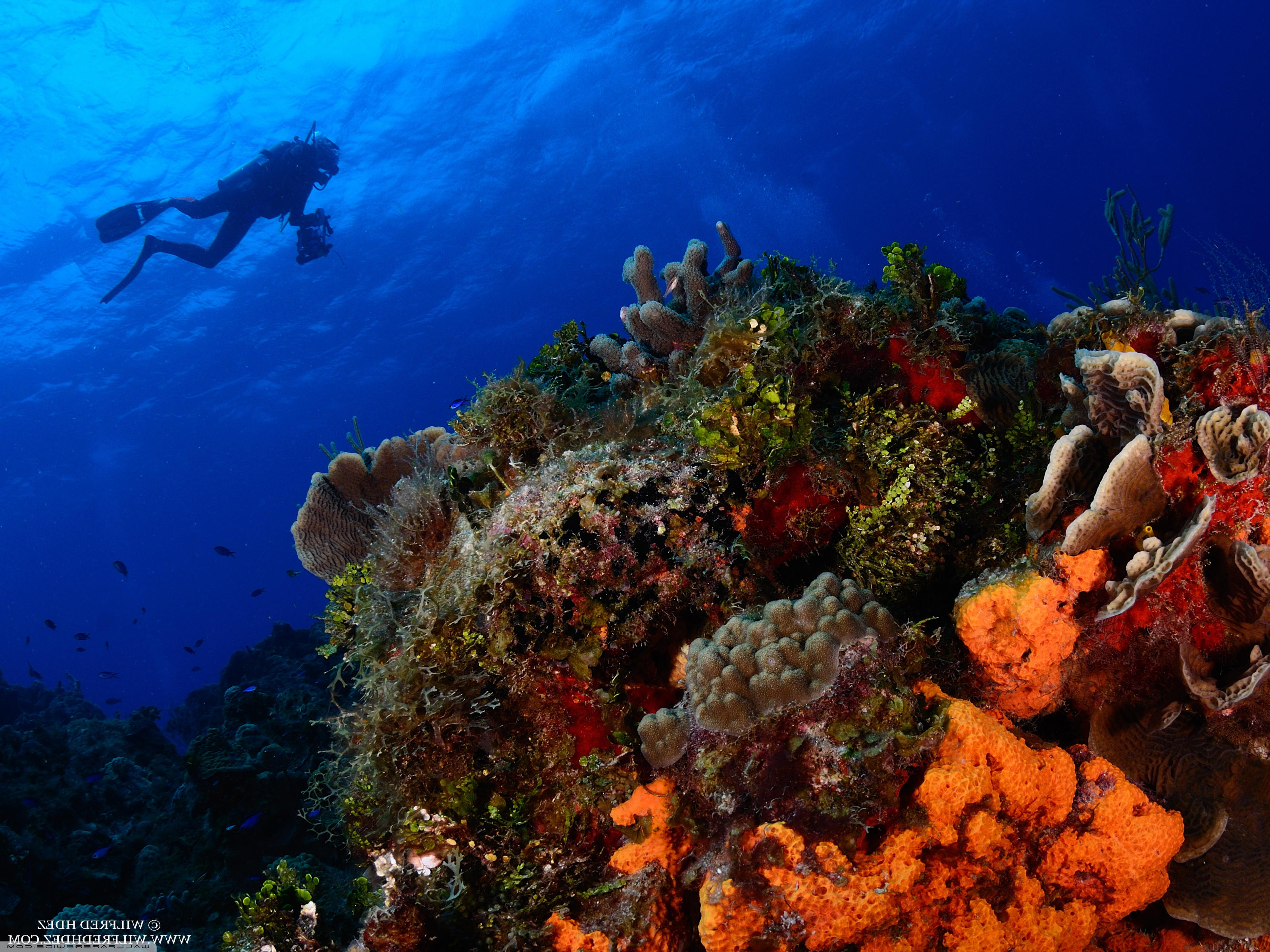 Coral Reef - HD Wallpaper 