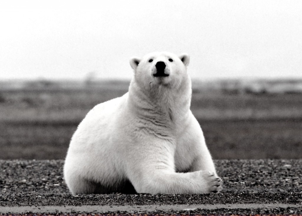 Stunning White Bear Wallpaper Hd - Black And White Picture Of Polar Bears - HD Wallpaper 