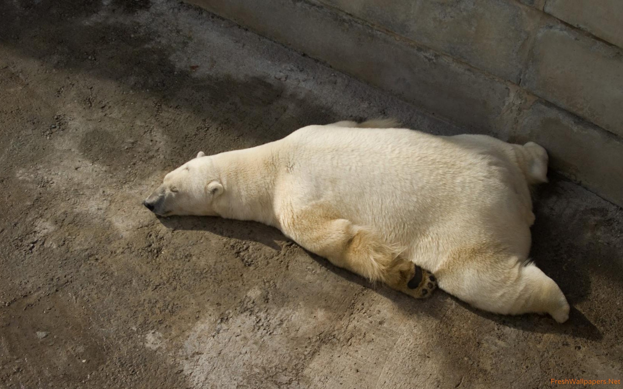 Polar Bear Sleeping Funny - HD Wallpaper 