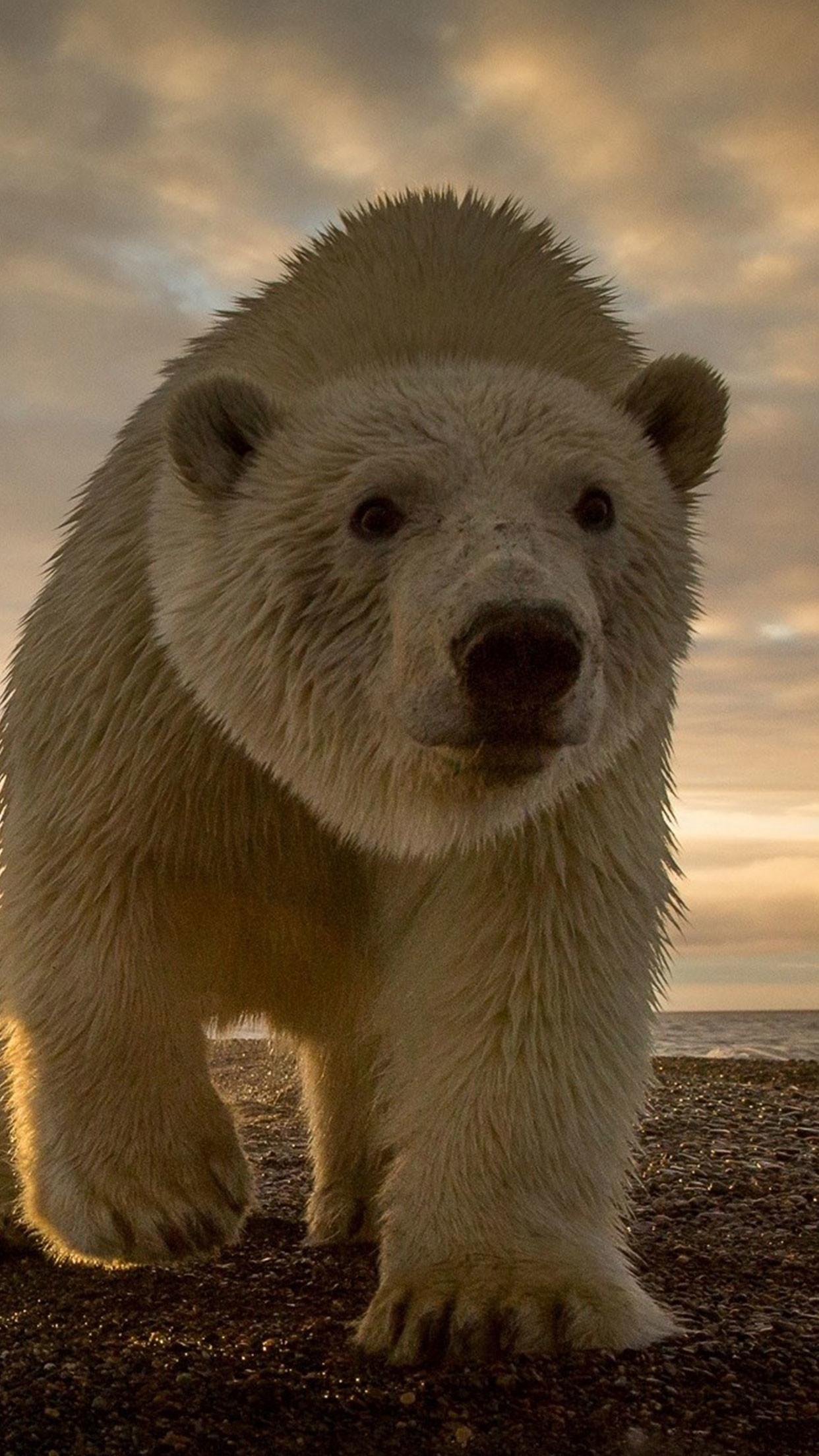 Polar Bear Iphone Wallpaper - Polar Bear Wallpaper Hd - HD Wallpaper 