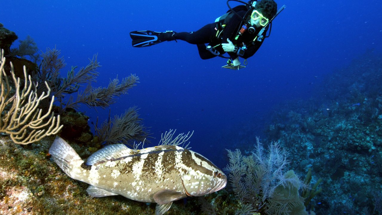 Laptop Scuba Diving - HD Wallpaper 