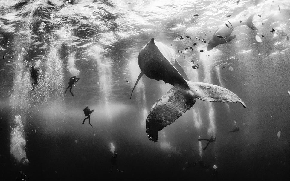 Nature, Landscape, Whale, Scuba Diving, Sea, Monochrome, - HD Wallpaper 