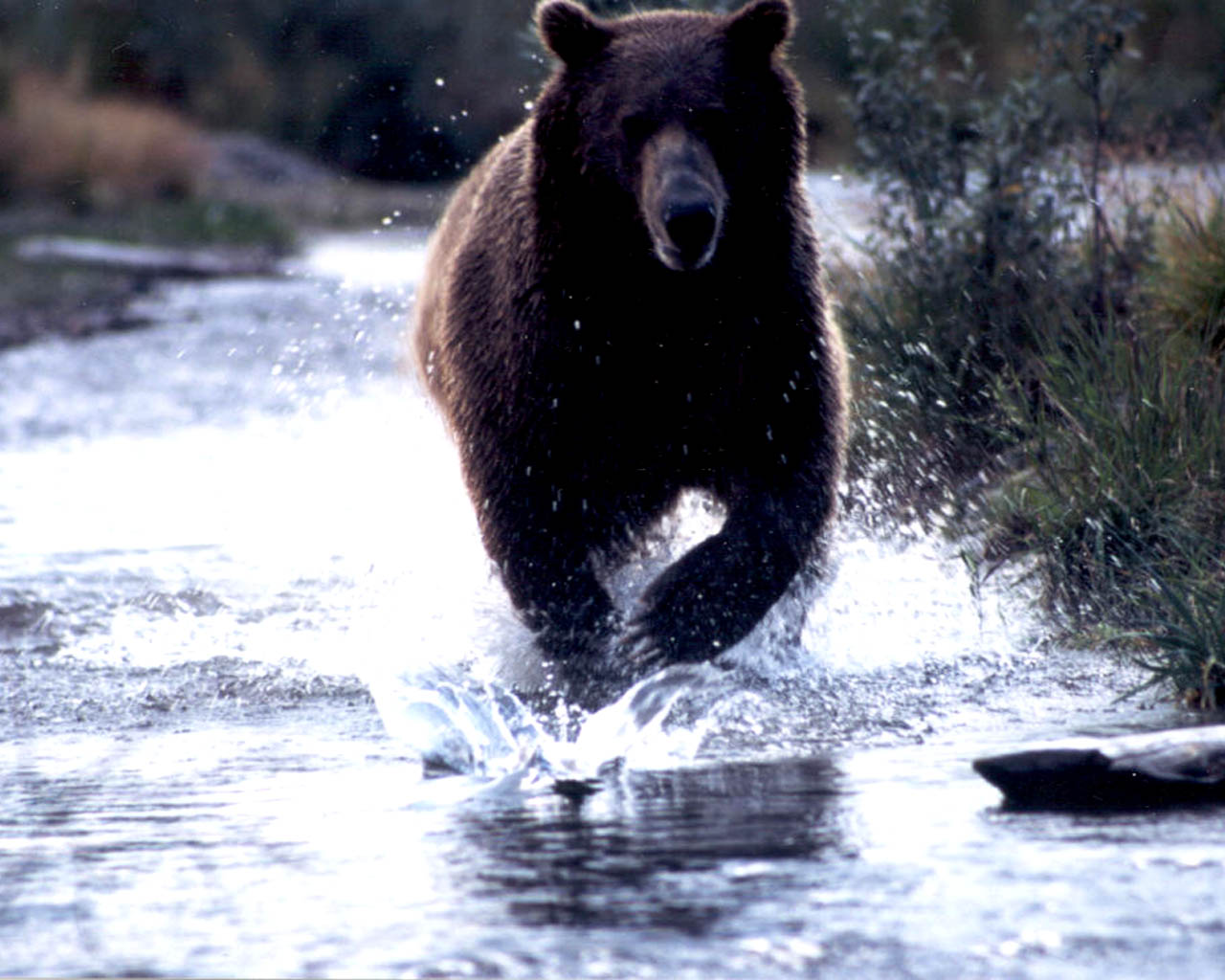 Download The Perched Bear Wallpaper, Perched Bear Iphone - Black Bear - HD Wallpaper 