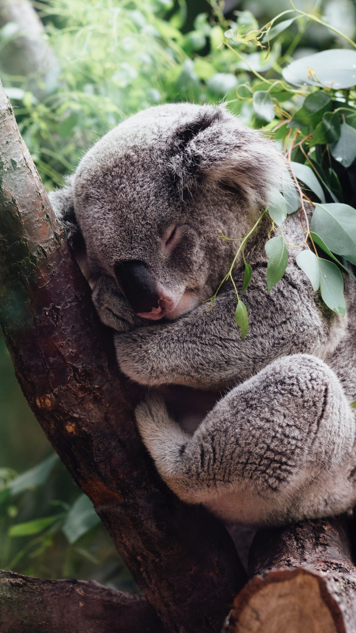 Koala Bear Wallpaper - HD Wallpaper 