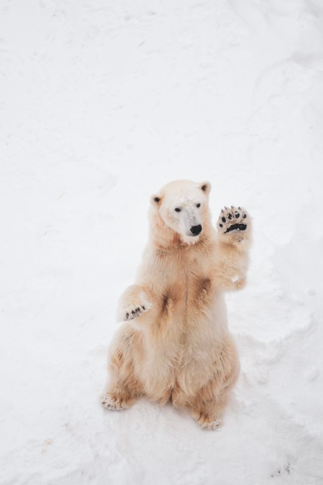 Funny Polar Bear Iphone Wallpaper - Polar Bear - HD Wallpaper 