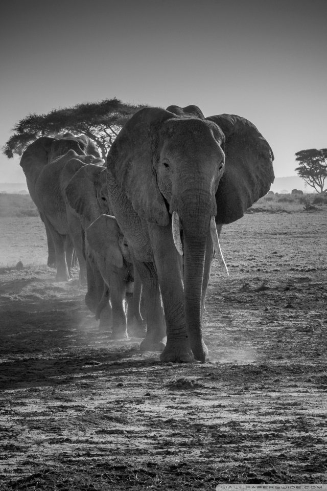 African Elephant Black White - HD Wallpaper 
