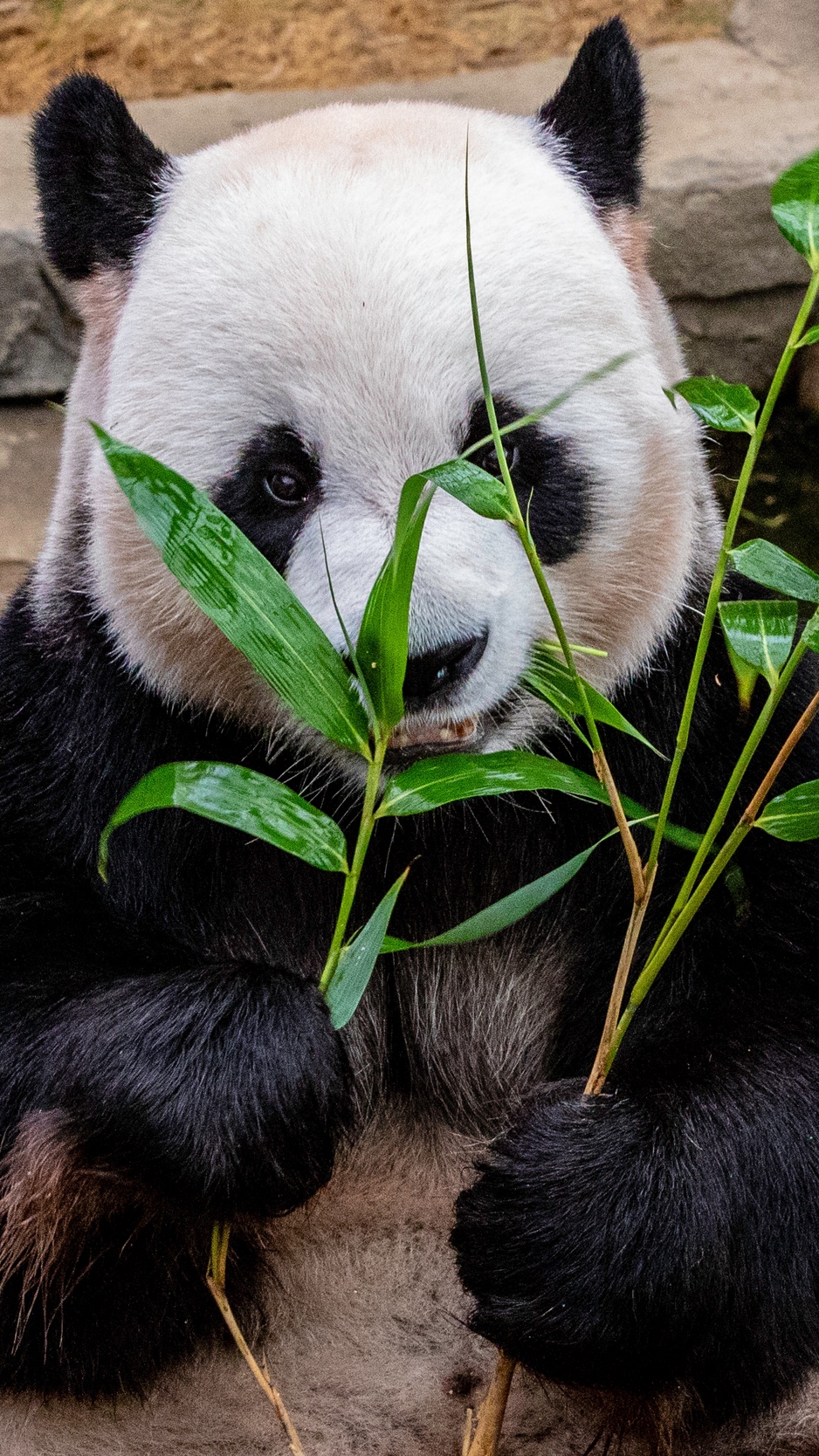 Wallpaper Panda, Bamboo, Food, Bear - HD Wallpaper 