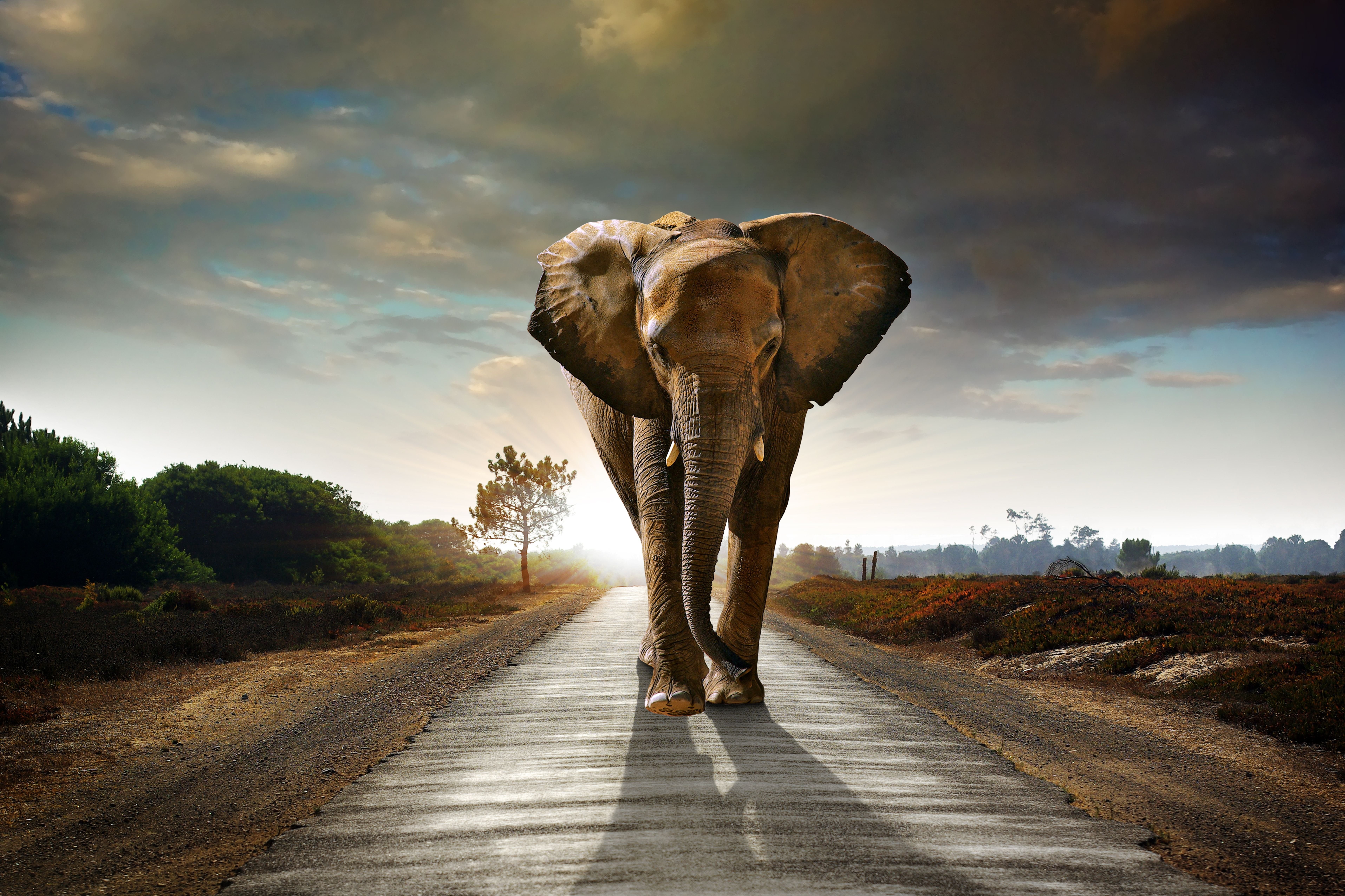 Elephant Wallpaper Hd - HD Wallpaper 