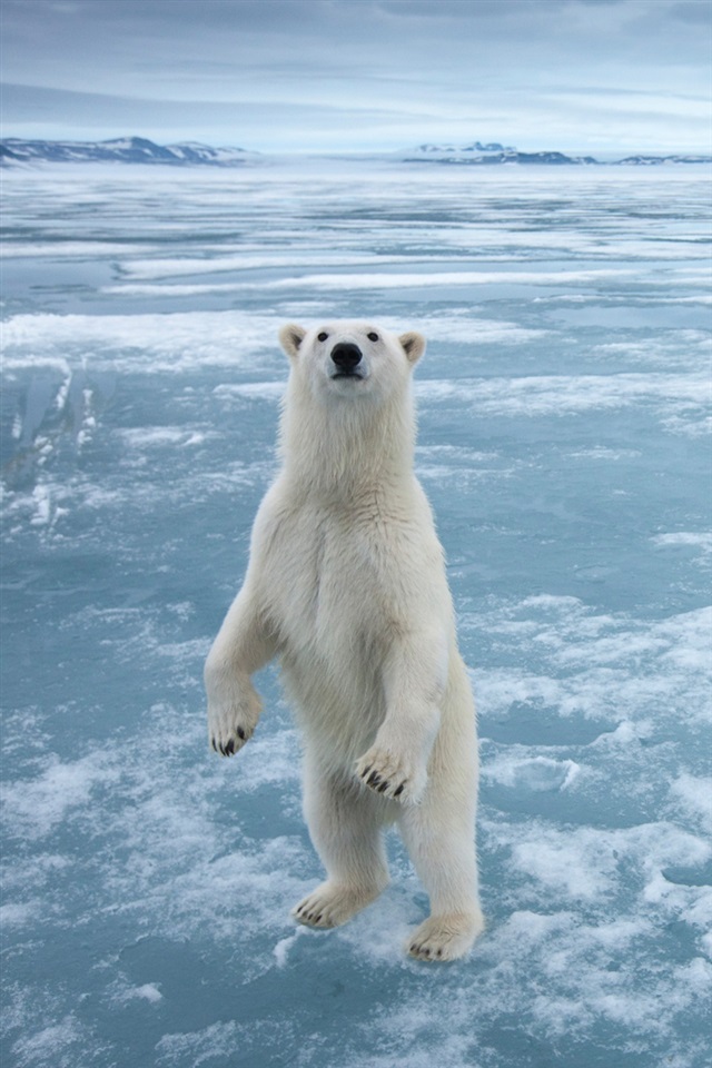 Polar Bear High Definition - 640x960 Wallpaper 