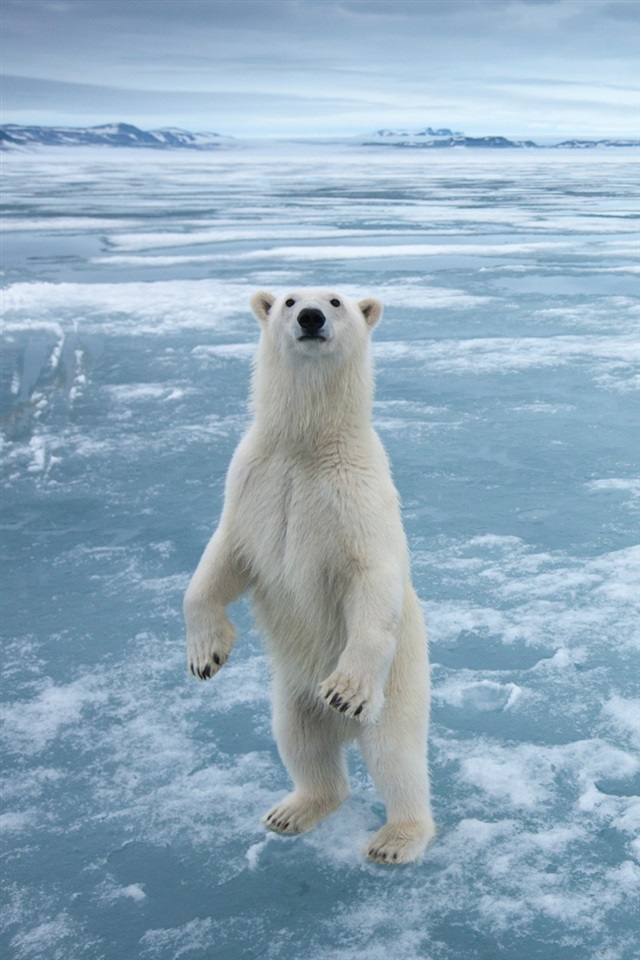 Polar Bear High Definition - 640x960 Wallpaper Polar Bear High Definition - 640x960 Wallpaper