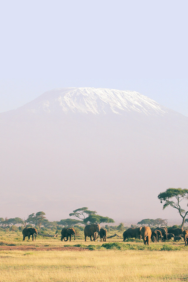 Com Apple Wallpaper Africa Safari Elephant Iphone4 - HD Wallpaper 