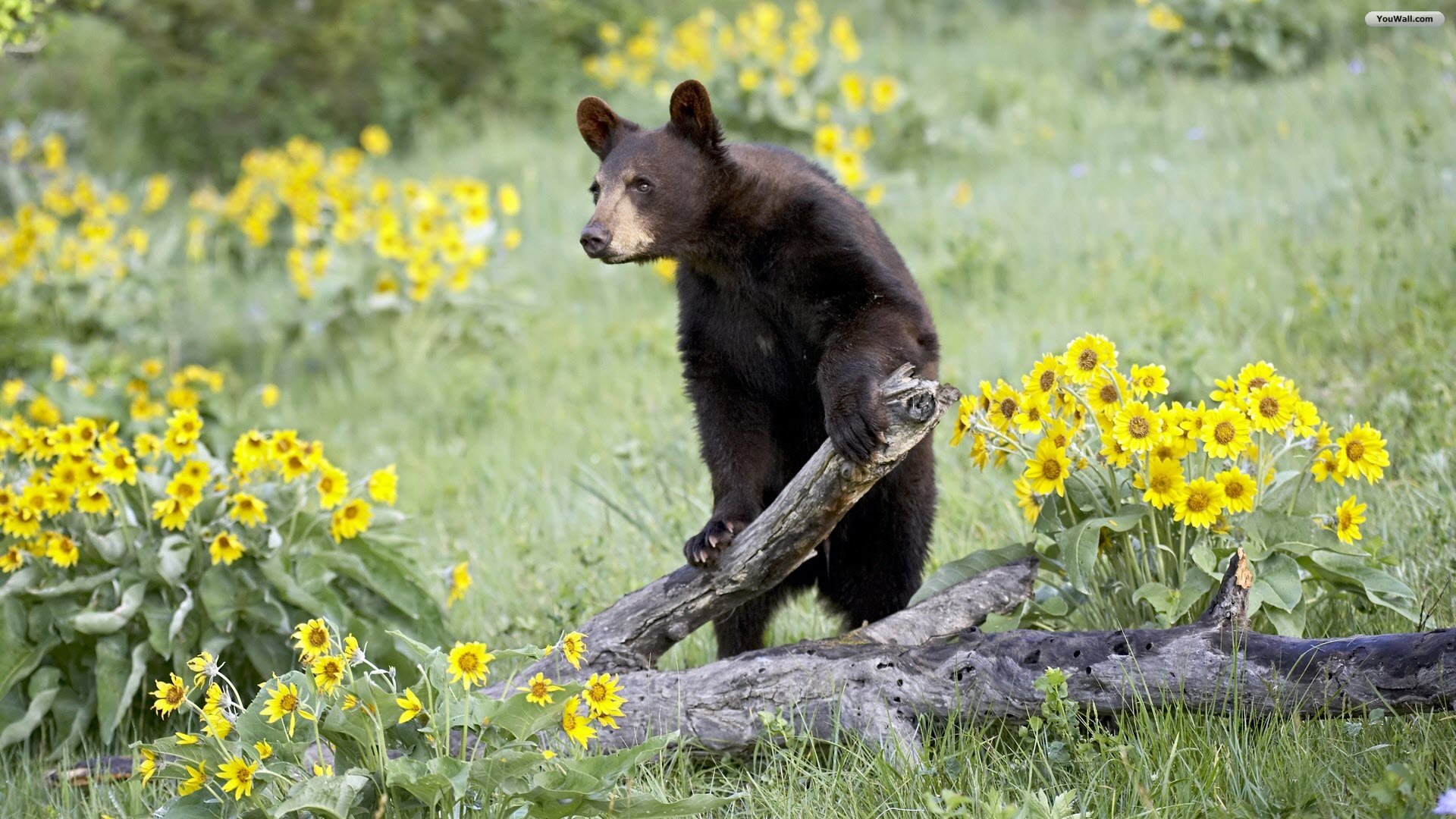 Download The Perched Bear Wallpaper, Perched Bear Iphone - Cute Black Bear - HD Wallpaper 