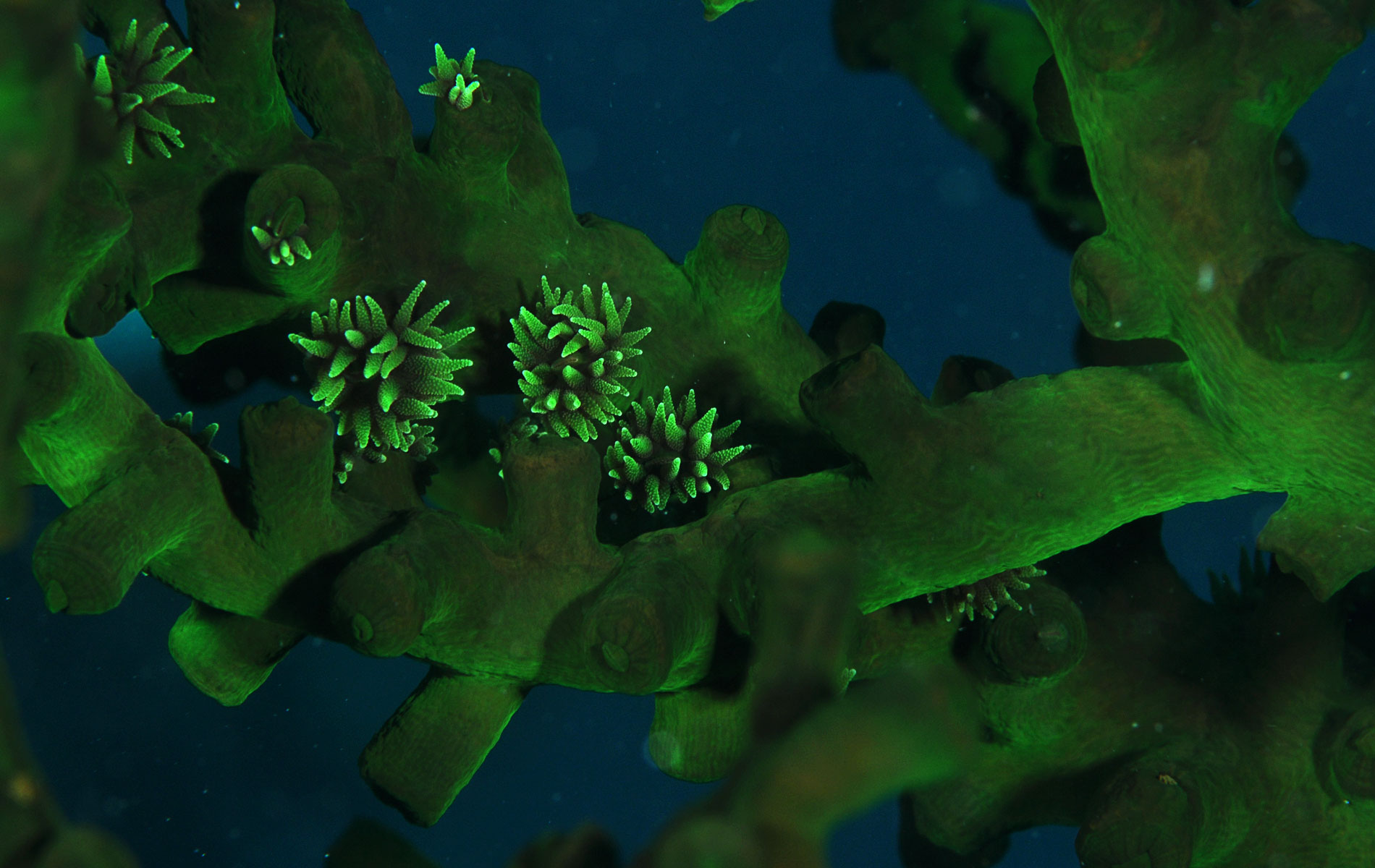 Underwater - HD Wallpaper 