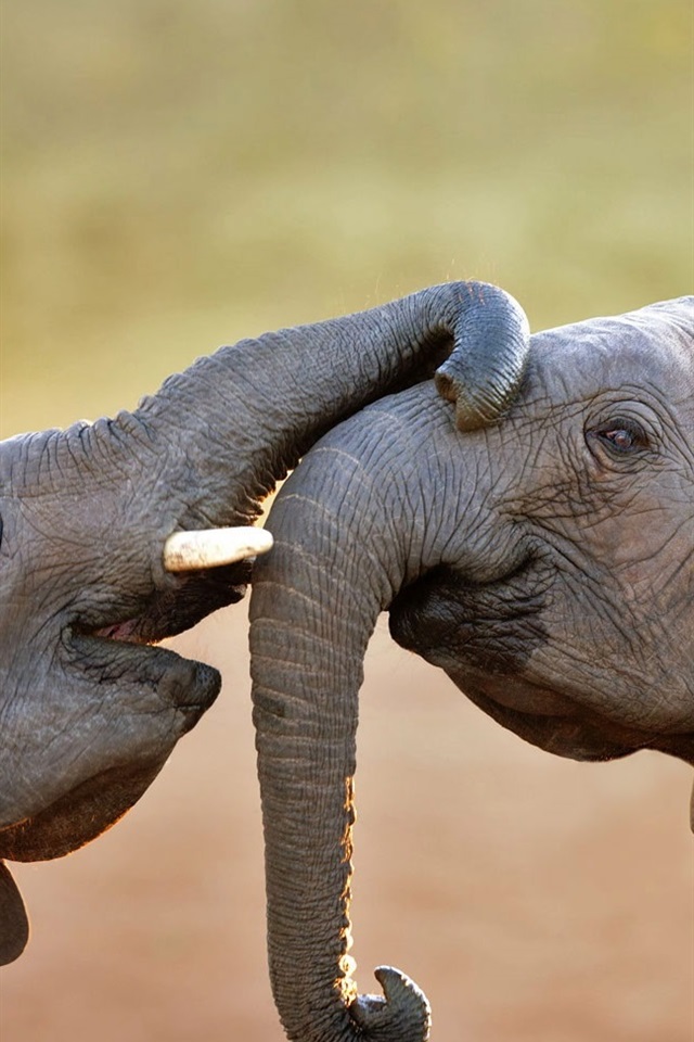 Iphone Wallpaper Two Elephants Playful - Albert Einstein Quotes Our Task Must - HD Wallpaper 