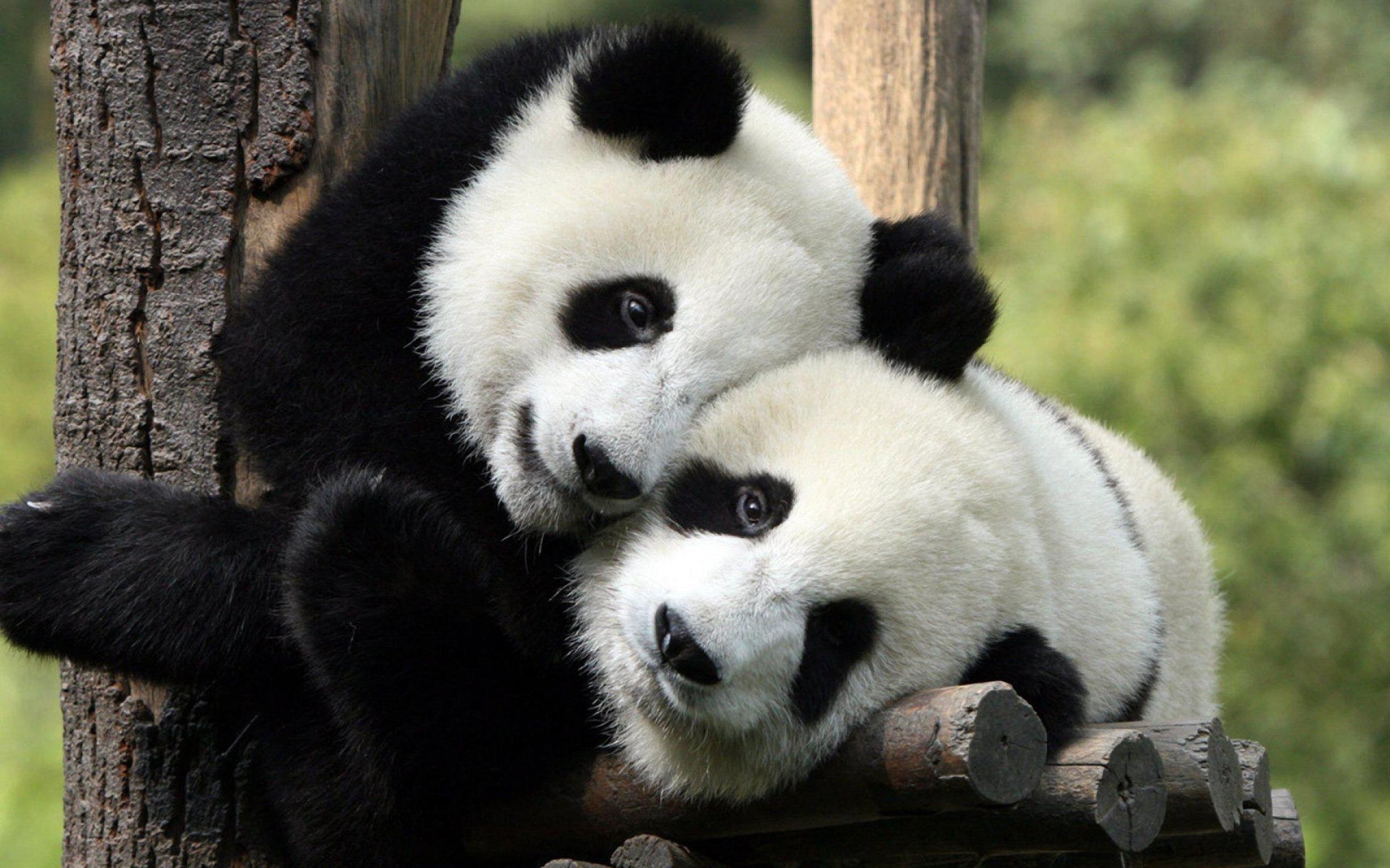 Panda Bear Love - HD Wallpaper 