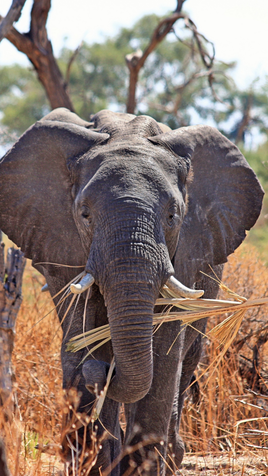 Wallpaper Elephant, Safari, Africa, Trunk - Iphone X Elephant Backgrounds - HD Wallpaper 