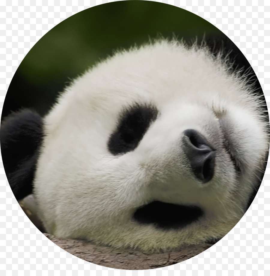 Giant Panda Bear Baby Pandas Desktop Wallpaper Art - HD Wallpaper 