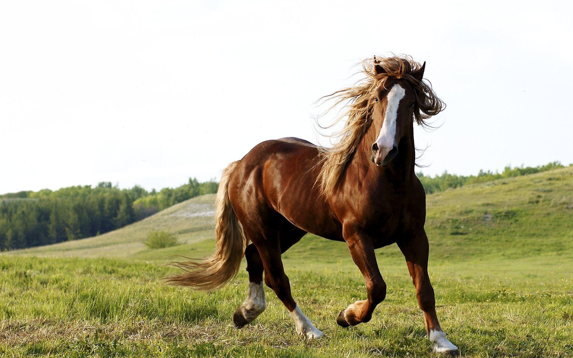 Horse Hd - HD Wallpaper 