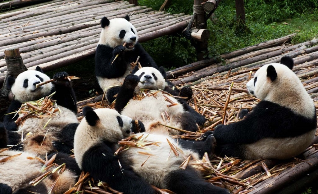 Chinese Giant Panda - Panda - HD Wallpaper 