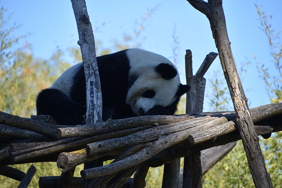 Panda, Nature, Animal, Mammals, Zoo, Bamboo, Fauna, - Panda - HD Wallpaper 