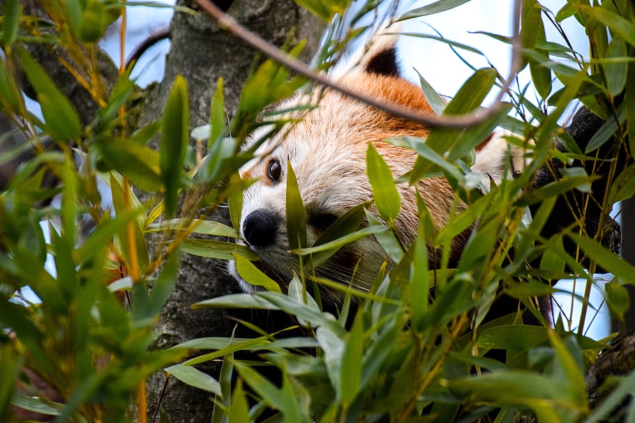 Red Panda, Animal, Bear, Bear Cat, Zoo, Bamboo, One - Panda - HD Wallpaper 