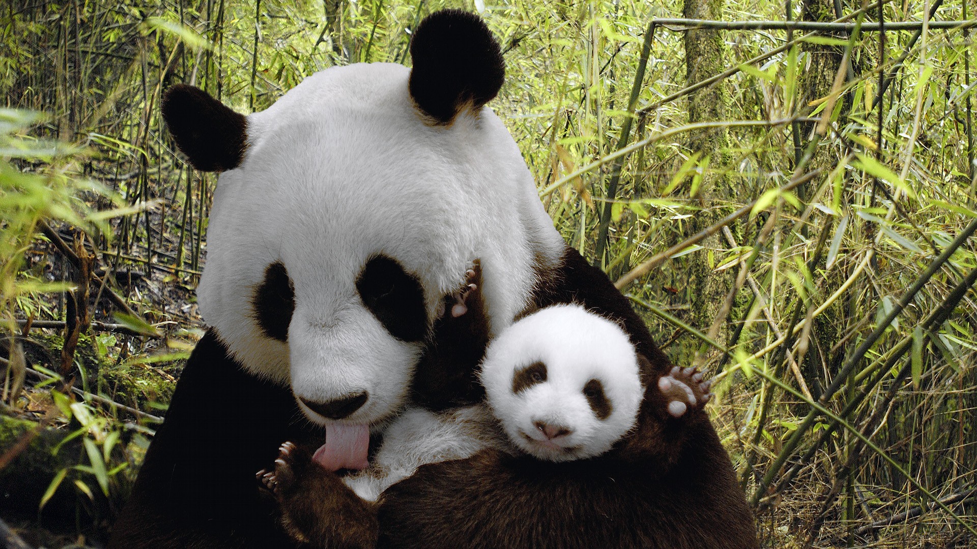 Panda Hd Wallpapers - Nature Animal Background - HD Wallpaper 