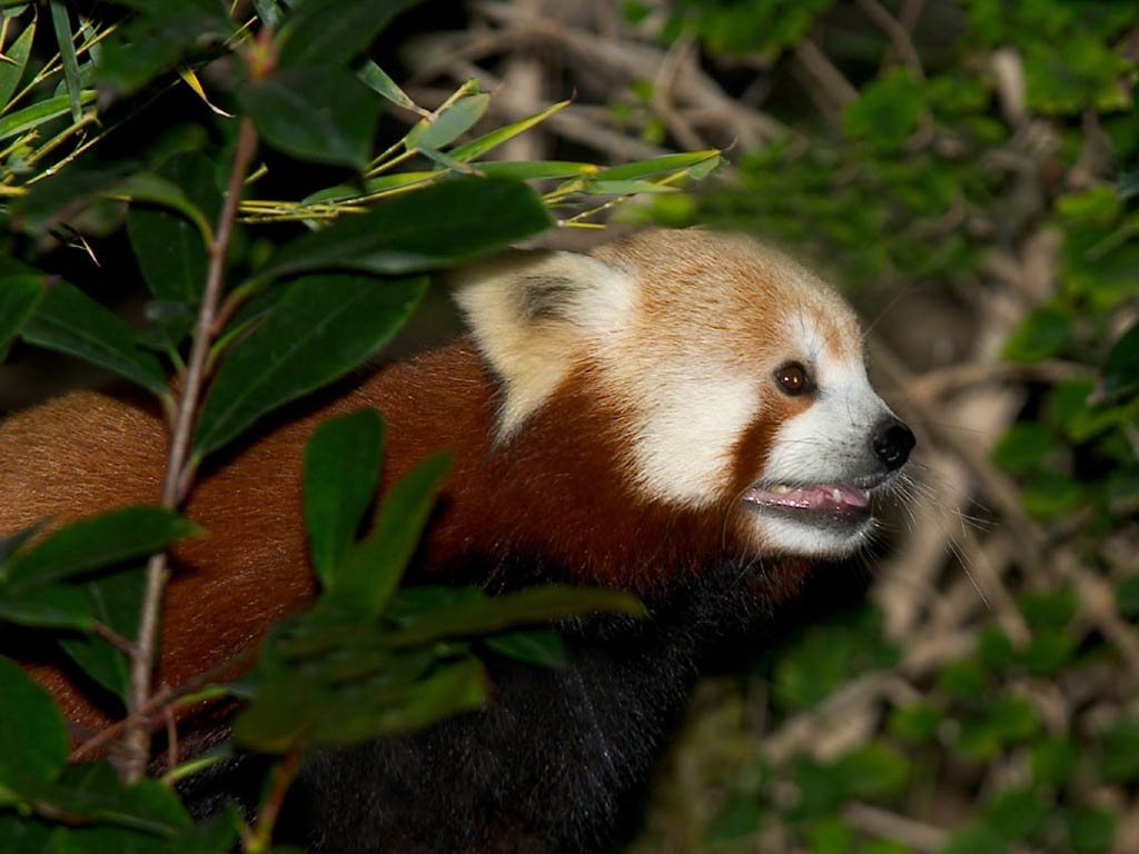 Free Red Panda Desktop Wallpaper Wallpapers Desktop - HD Wallpaper 