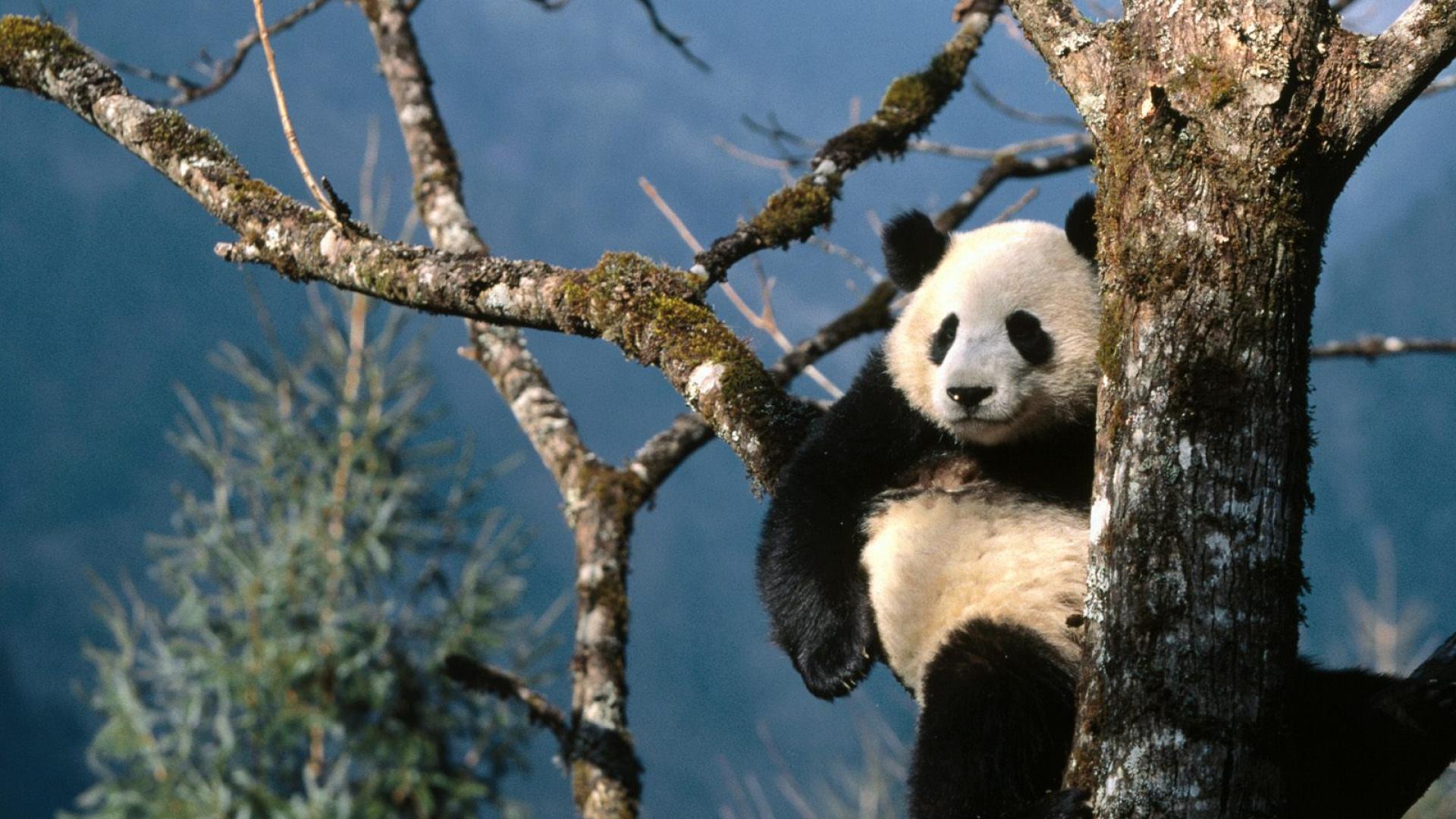 Wild Pandas China - HD Wallpaper 
