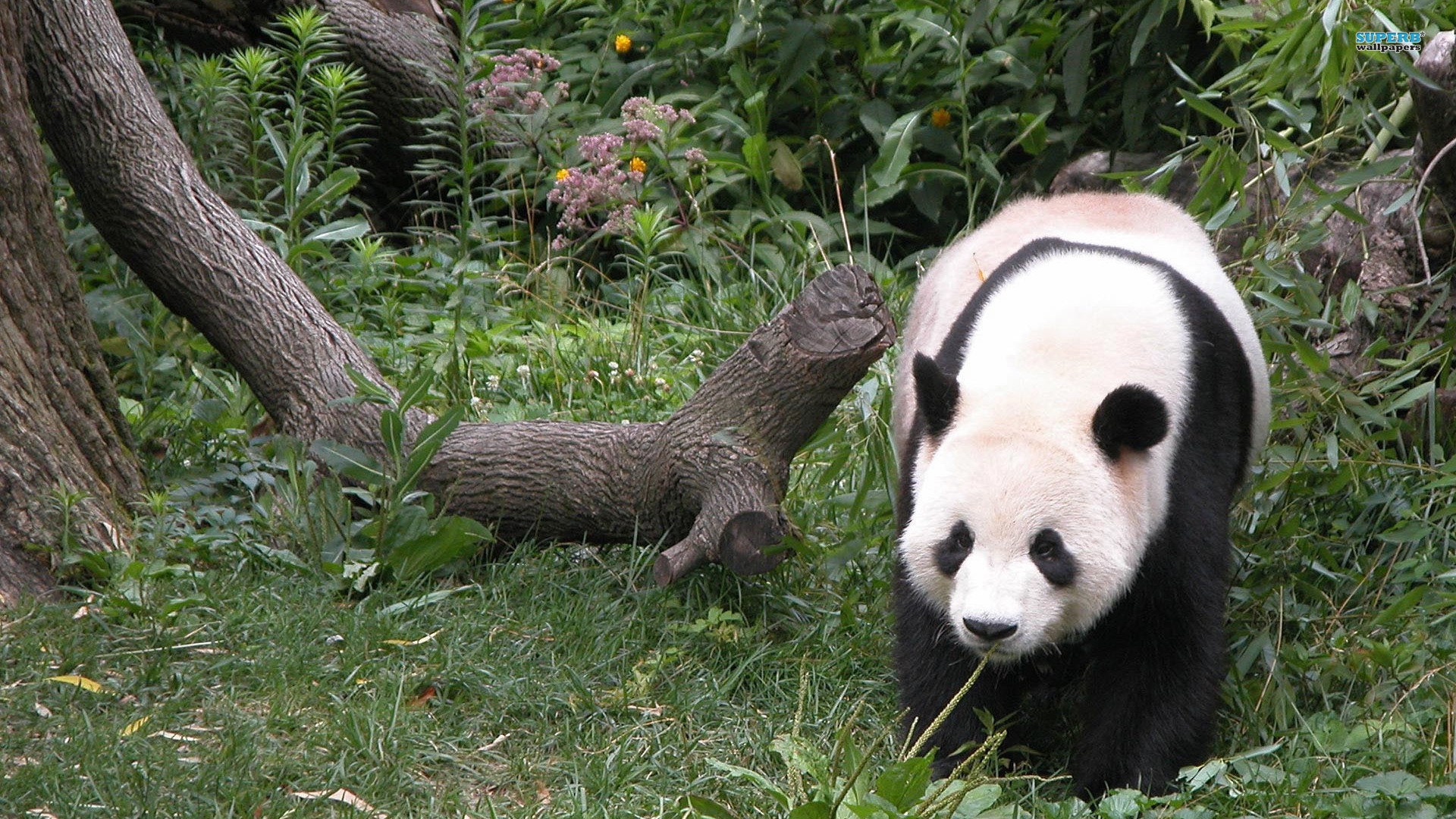 Panda Naturaleza - HD Wallpaper 