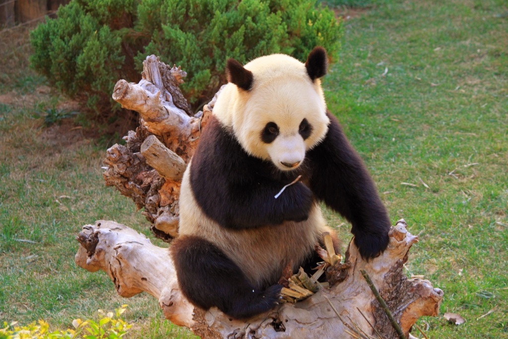 Chinese Giant Panda - Giant Panda - HD Wallpaper 