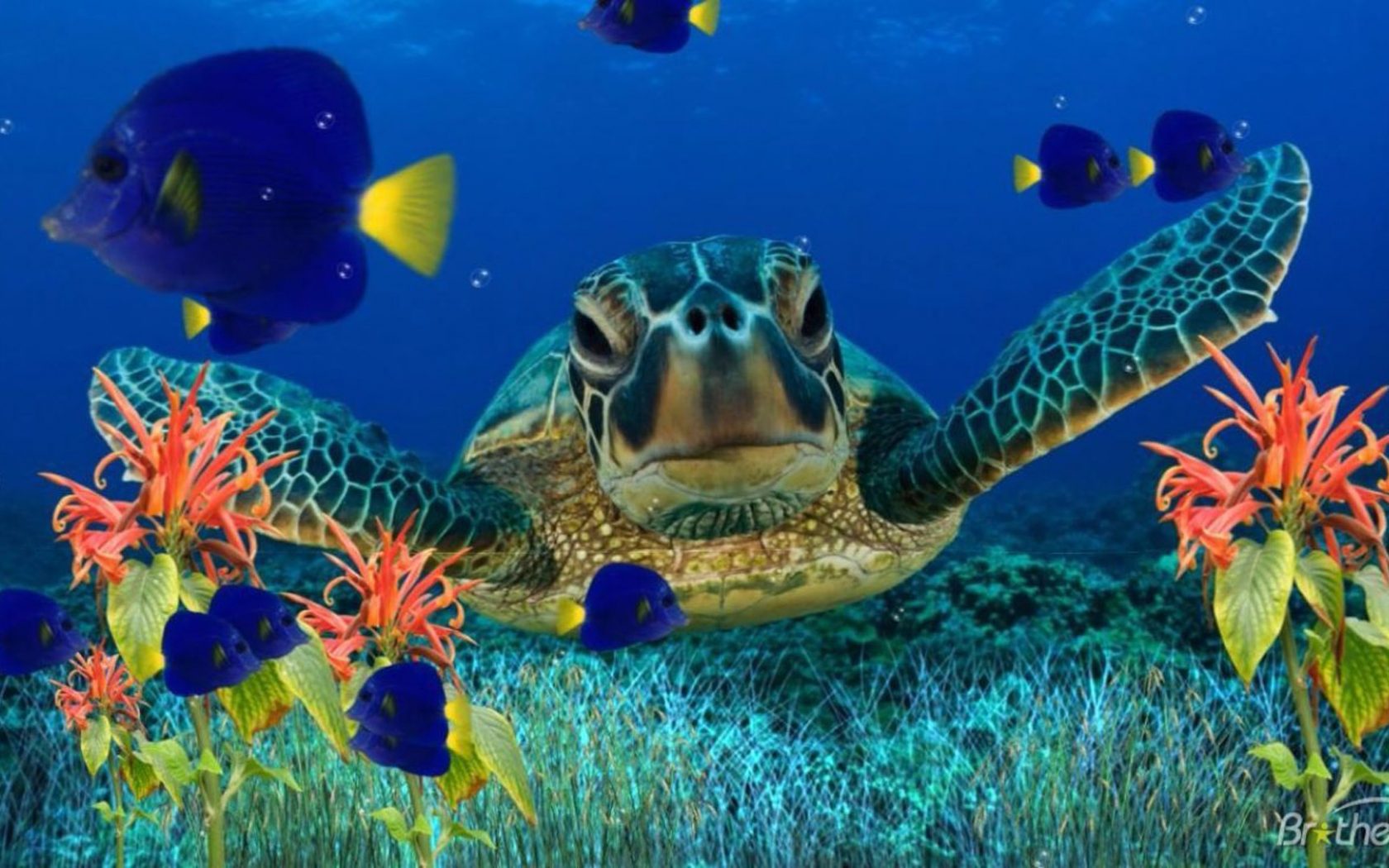 High Resolution Sea Turtle - HD Wallpaper 