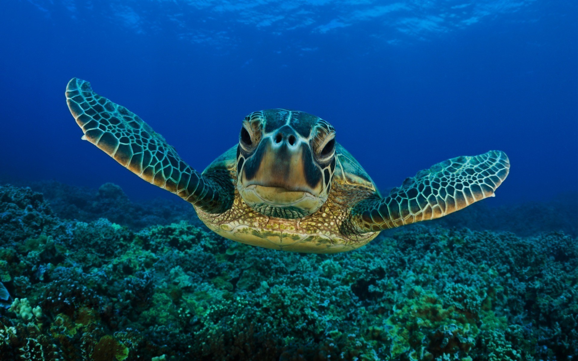 Animals Underwater Ocean Coral Nature Tropical Sea - Turtle High Resolution - HD Wallpaper 