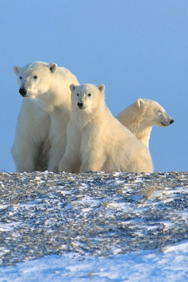 Greenhouse Effect On Polar Bear - HD Wallpaper 