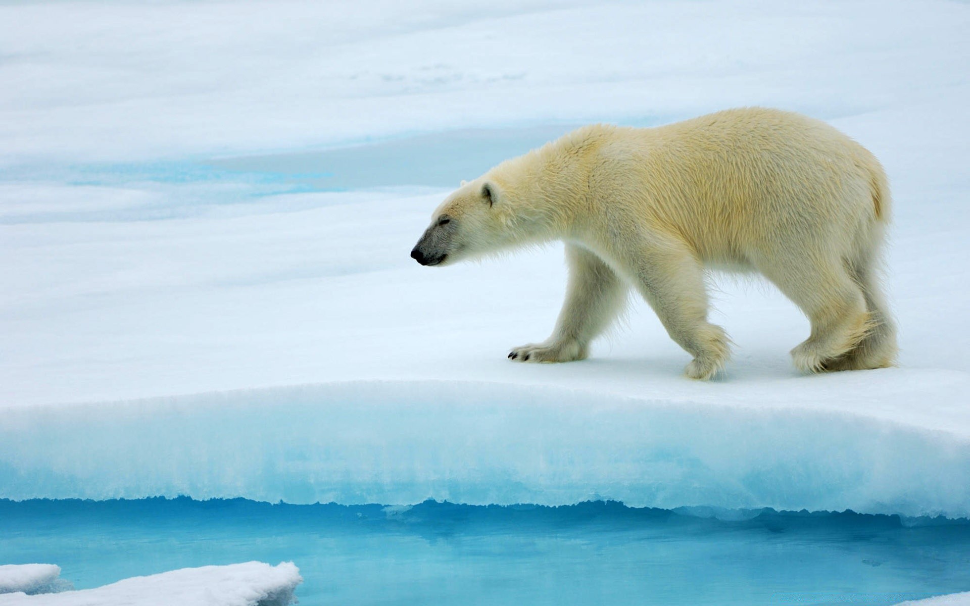 Animals Frosty Snow Winter Water Ice Mammal Wildlife - Polar Bear Desktop Background - HD Wallpaper 