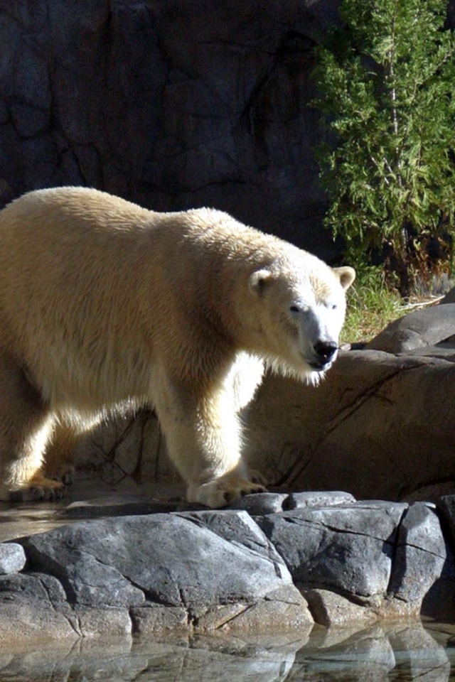 Polar Bear - HD Wallpaper 