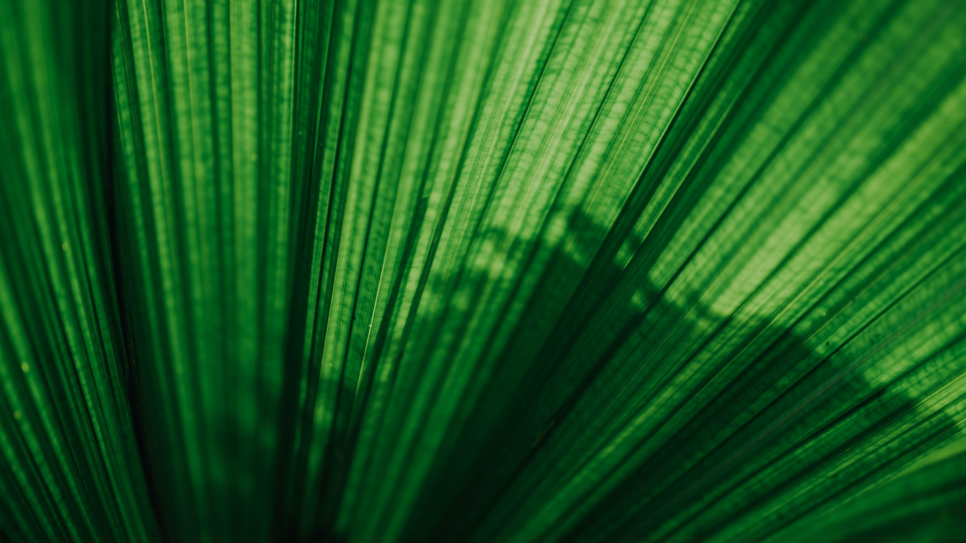 Wallpaper Leaf, Texture, Macro, Green - Pattern - HD Wallpaper 