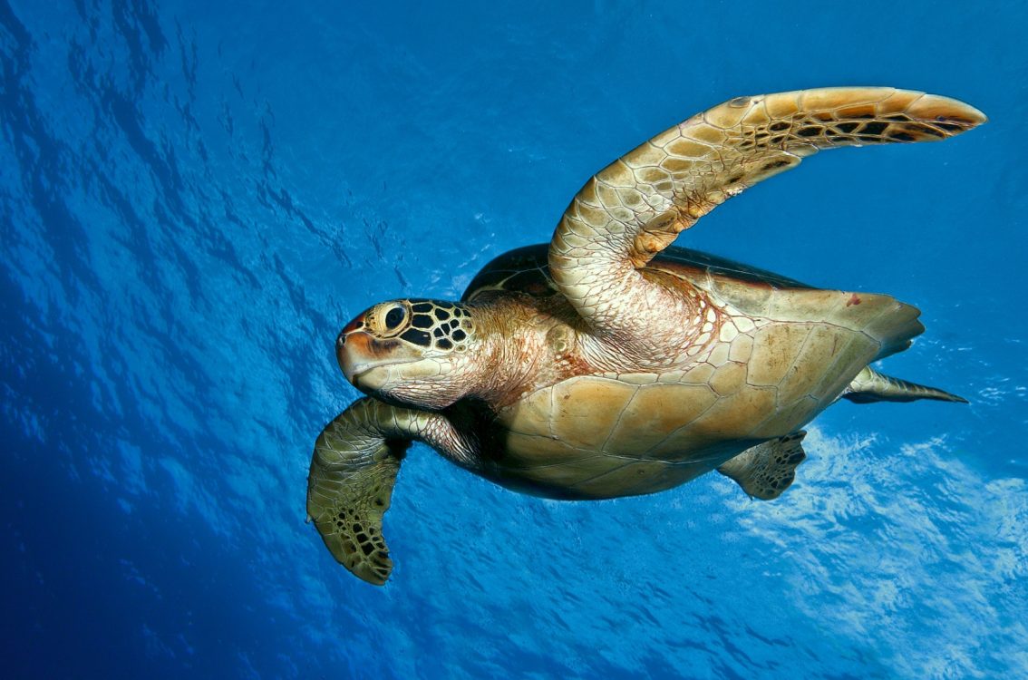 Turtle Under The Water - HD Wallpaper 