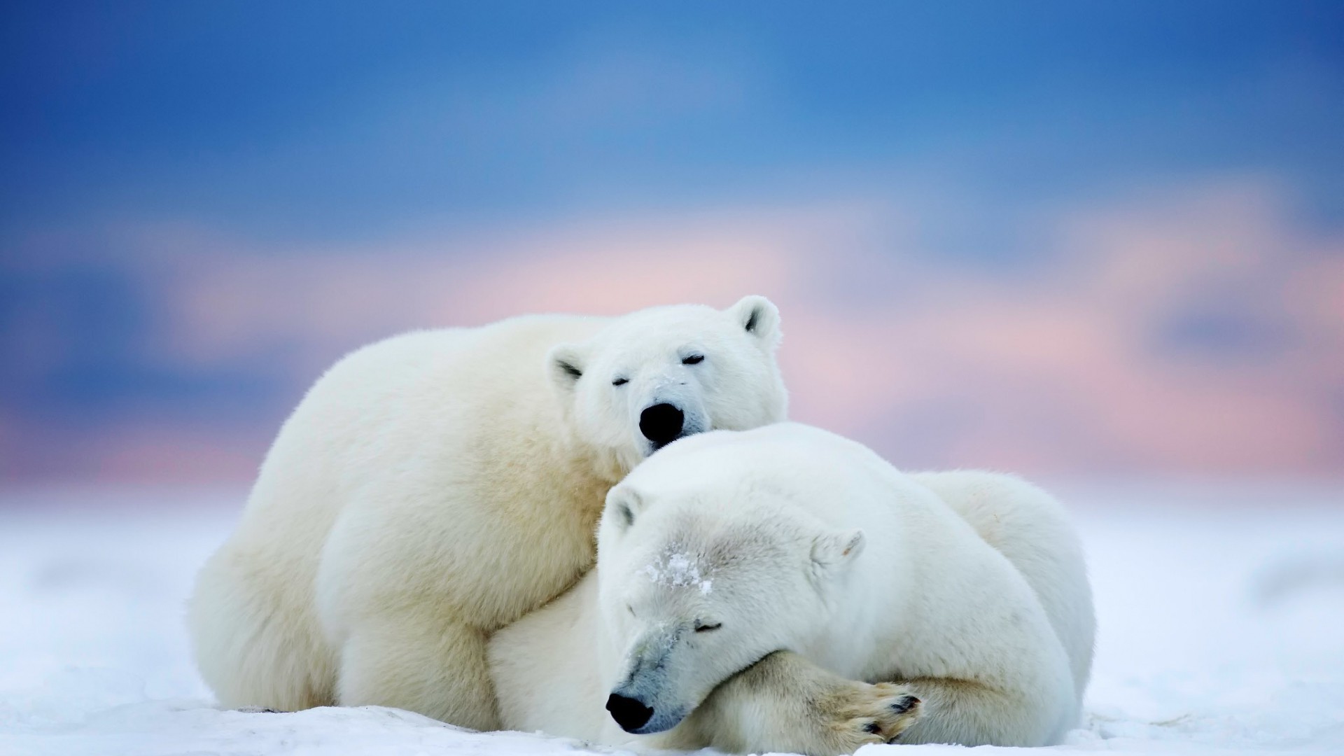 Polar Bear Wallpaper 
 Data Src Popular Polar Bear - Polar Bear Desktop Wallpaper Hd - HD Wallpaper 