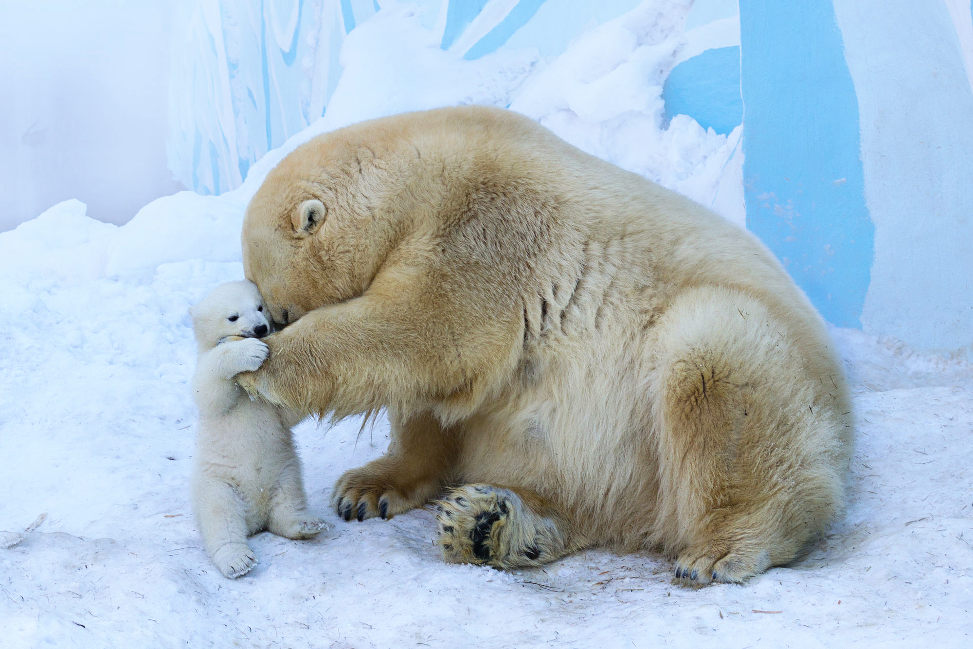 Mother And Baby Polar Bear - HD Wallpaper 