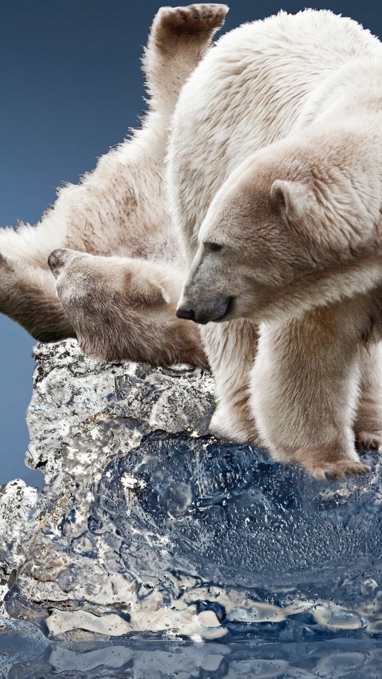 Iphone Wallpaper Polar Bear, Ice Floe - Bear Ice Iphone 7 - HD Wallpaper 