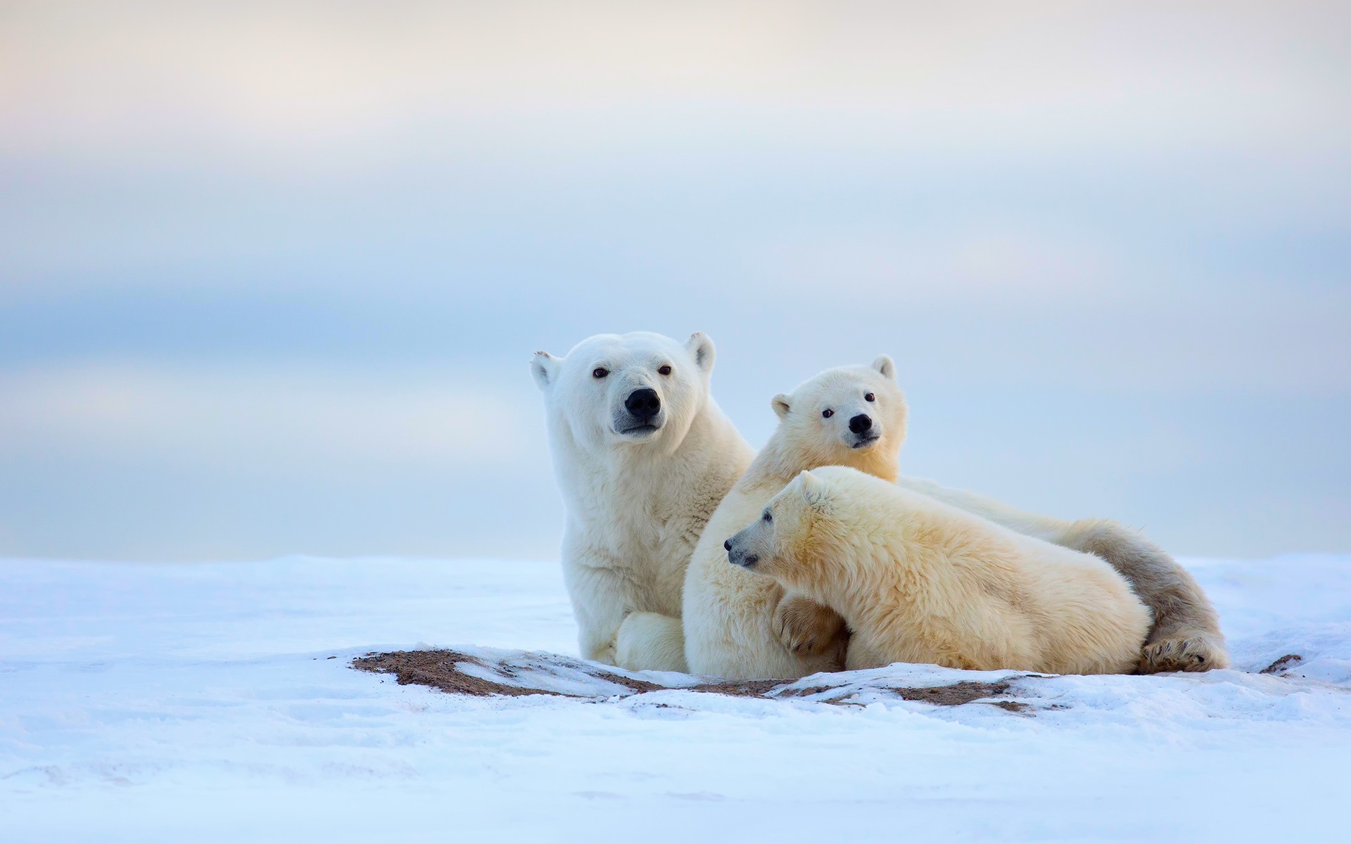 北極熊 桌布 - HD Wallpaper 