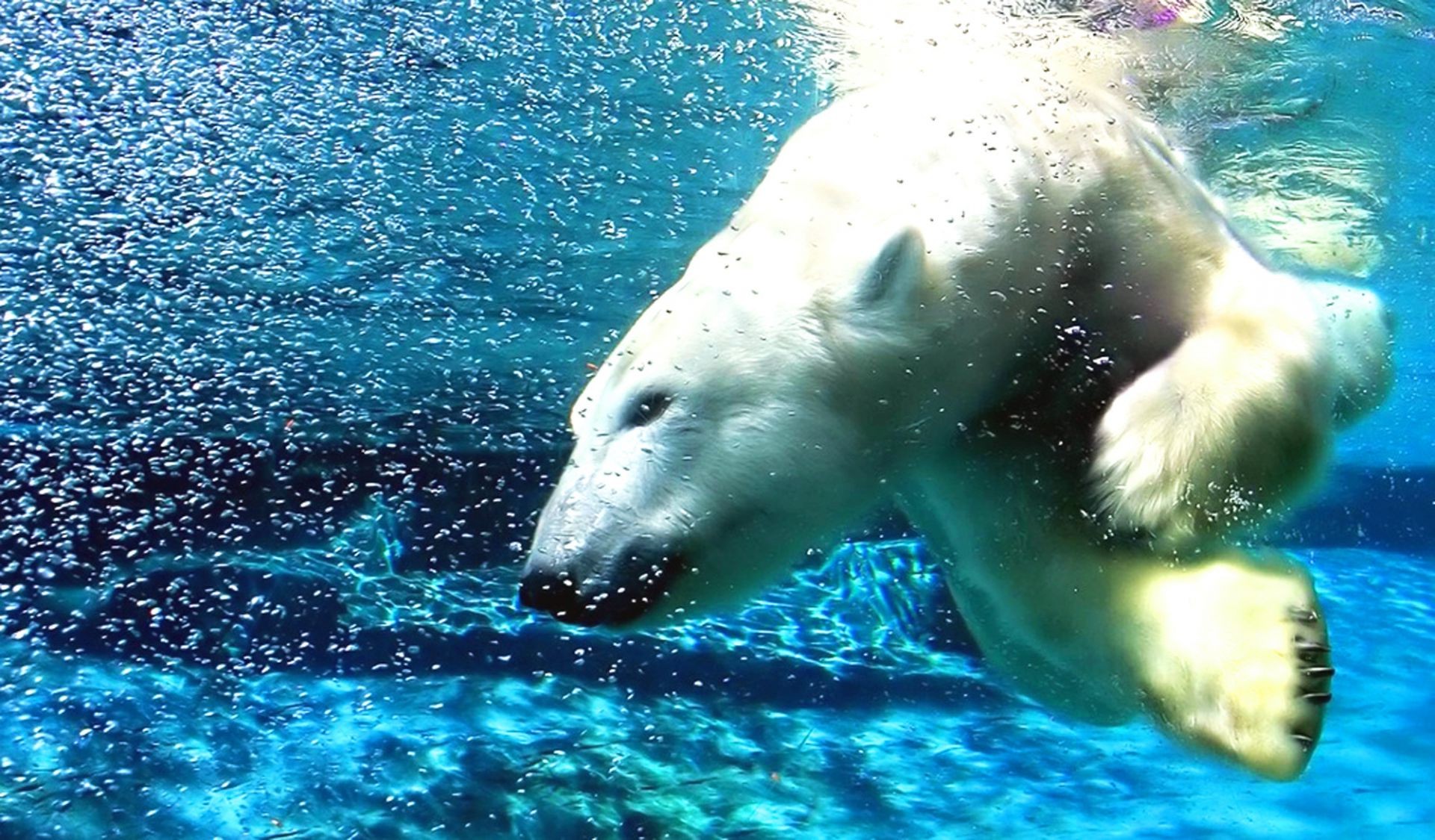 Bears Swimming Water Summer Underwater Wet Outdoors - Polar Bear Facebook Cover - HD Wallpaper 
