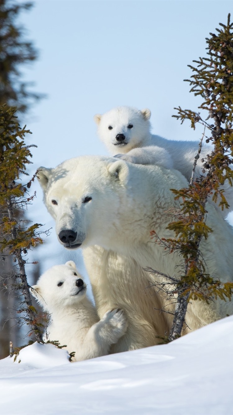 Iphone Wallpaper Polar Bears, Family, Trees, Snow - Белая Медведица С Медвежатами - HD Wallpaper 