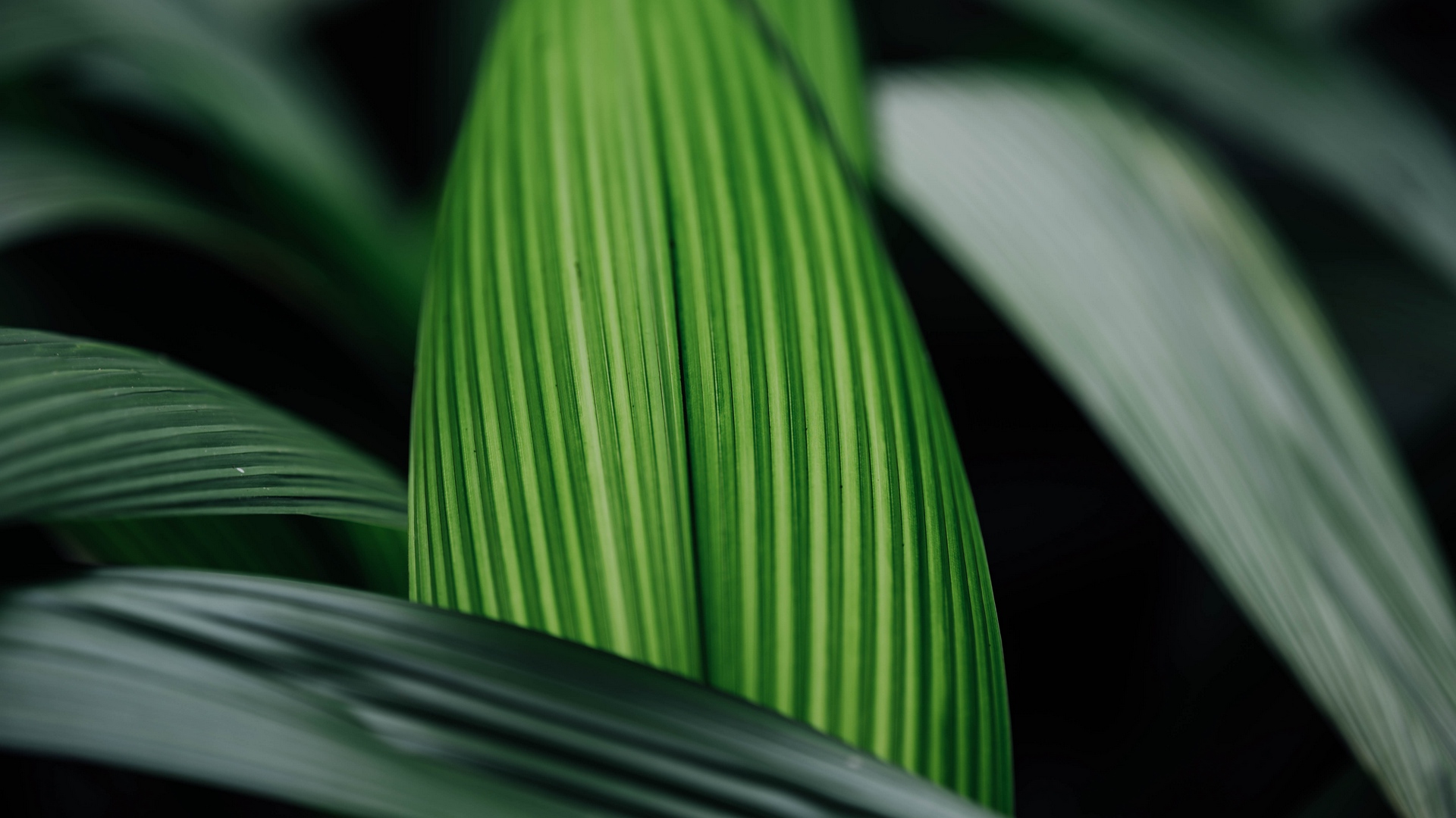 Wallpaper Leaf, Stripes, Macro, Plant, Green - Close-up - HD Wallpaper 
