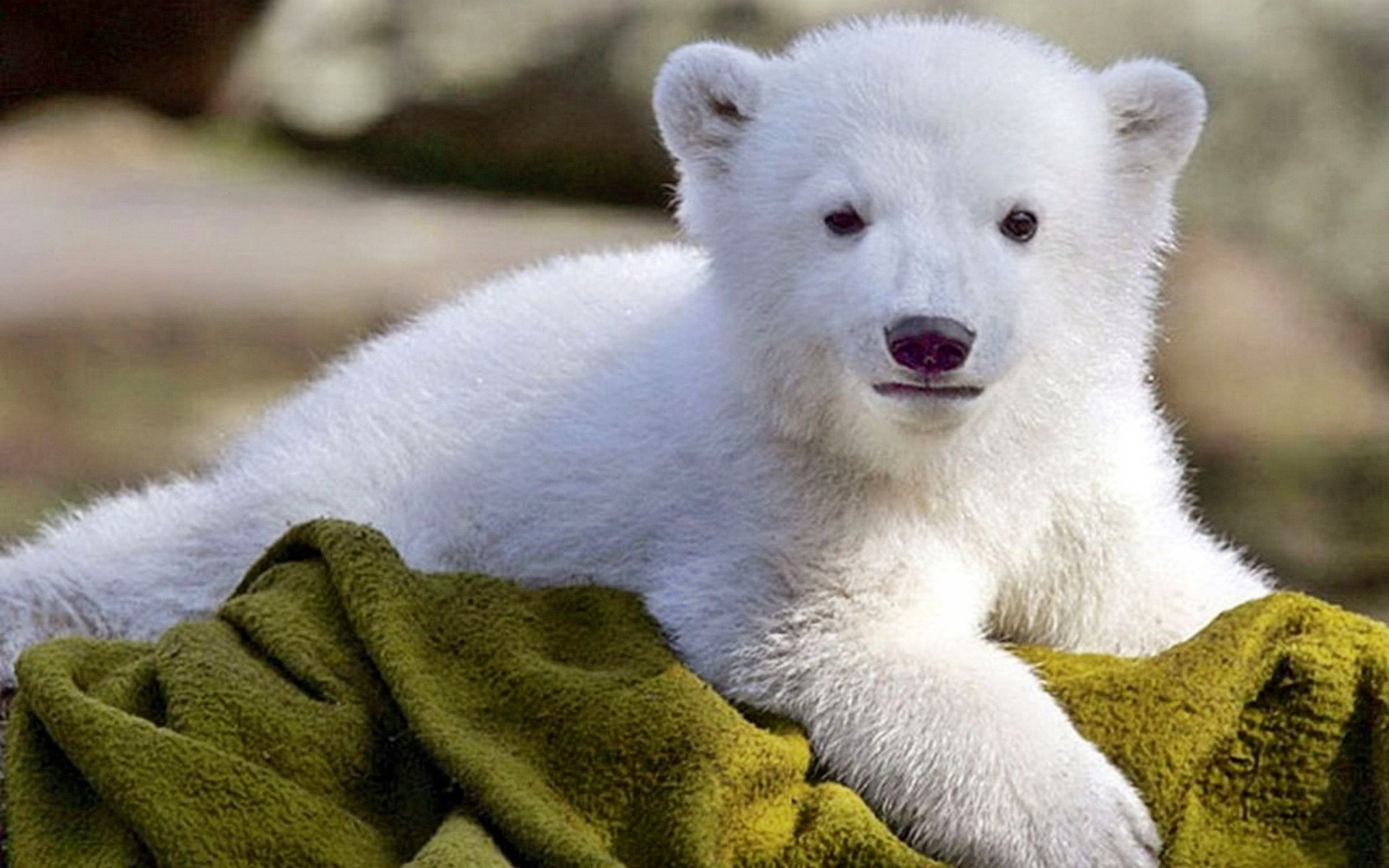 Baby Polar Bear Wallpaper 
 Data Src Download Free - Baby Wallpaper Polar Bear - HD Wallpaper 