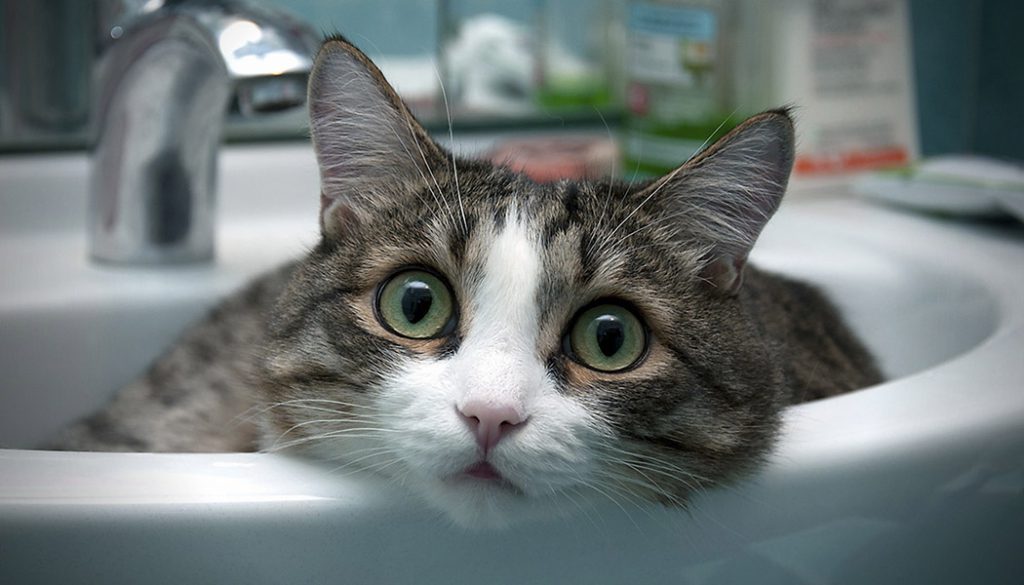 Cat Sink Eyes Wash Basin - Cat In Sink - HD Wallpaper 