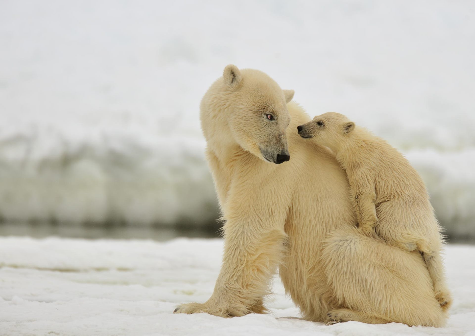 Cute Baby Polar Bears - HD Wallpaper 