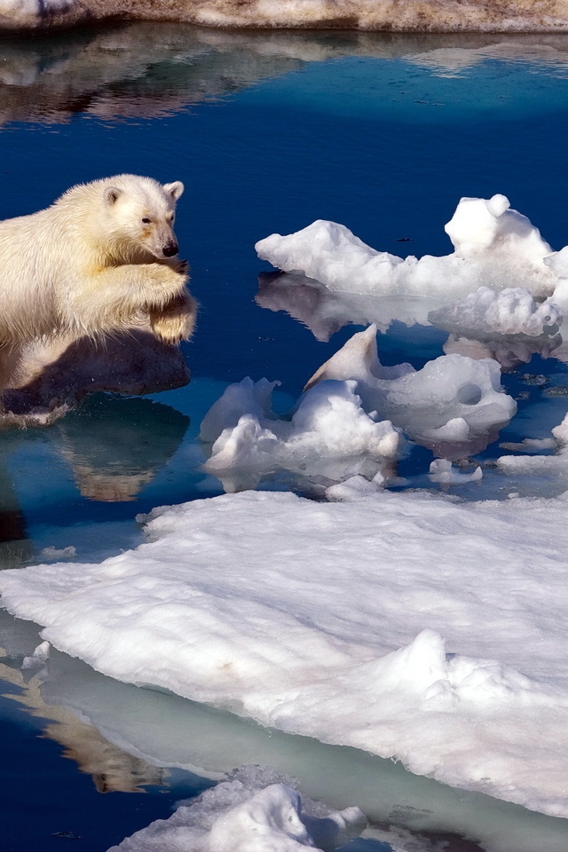 Brave Polar Bear For 640 X 960 Iphone 4 Resolution - Arctic Bear National Geographic - HD Wallpaper 