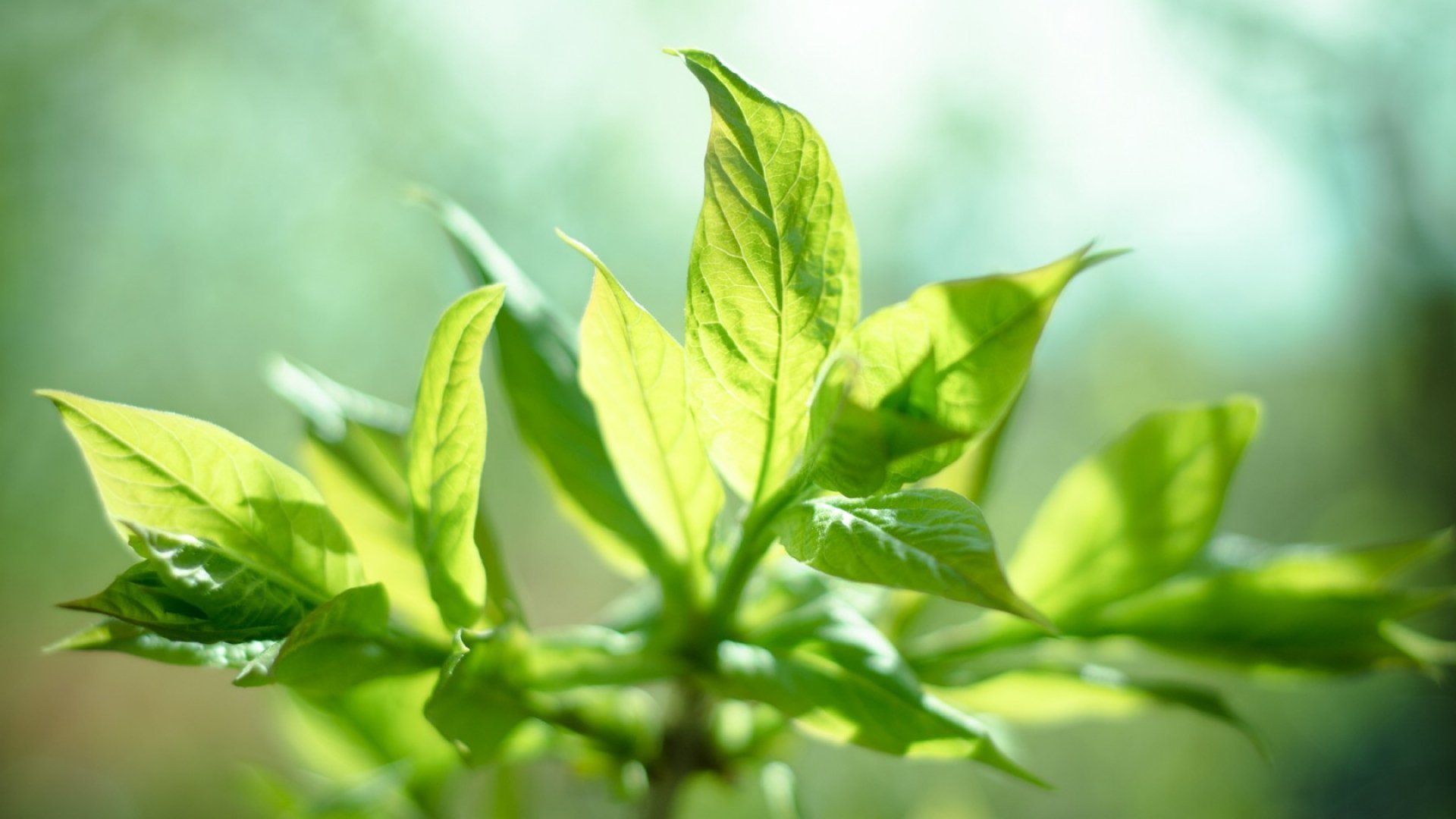 Image Courtesy - Wallpaperscraft - Com - Photosynthesis In Medicine - HD Wallpaper 