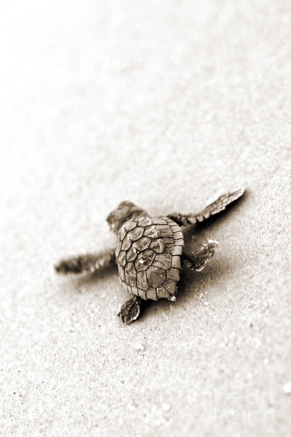Turtle, Beach, And Animal Image - Baby Turtles Wallpaper Iphone - 600x900  Wallpaper 